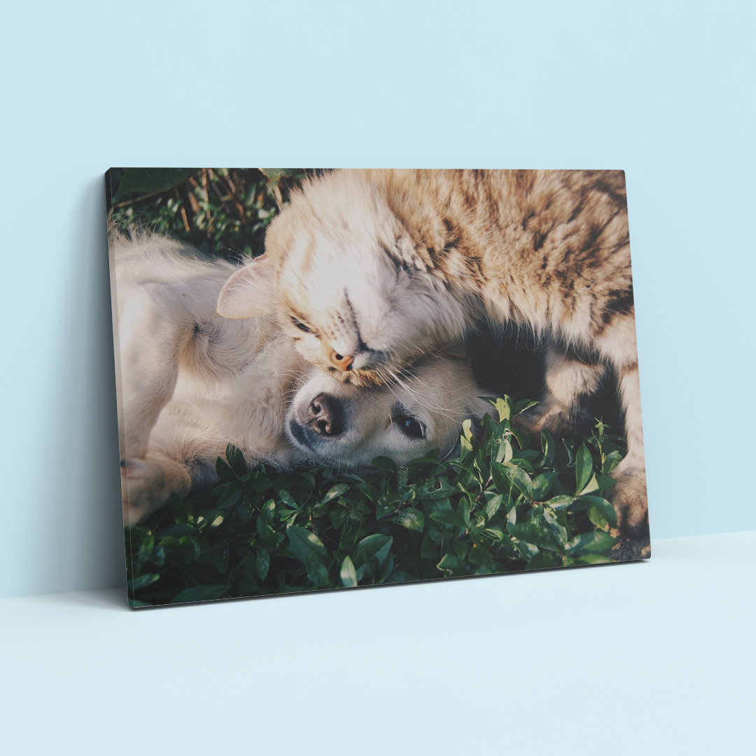 tablou-canvas-prieteni-blanosi-03-ceraprint
